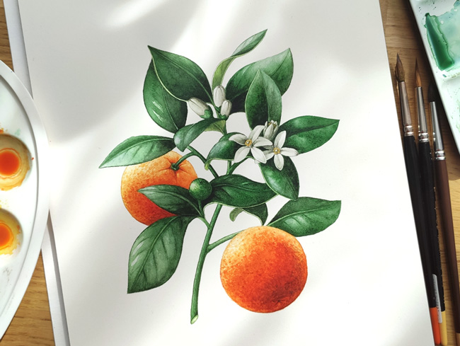 aquarelle-botanique-orange-la-pin-up-givrée