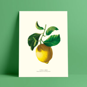 shop-affiche-aquarelle-botanique-citron