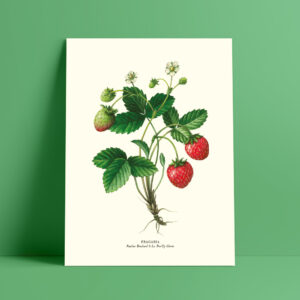 shop-affiche-aquarelle-botanique-fraise