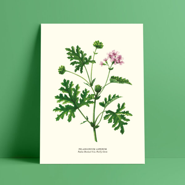 shop-affiche-aquarelle-botanique-geranium-rosat