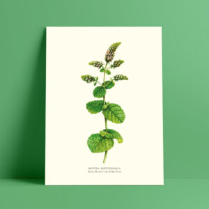 shop-affiche-aquarelle-botanique-menthe-feuilles-rondes