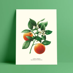 shop-affiche-aquarelle-botanique-orange