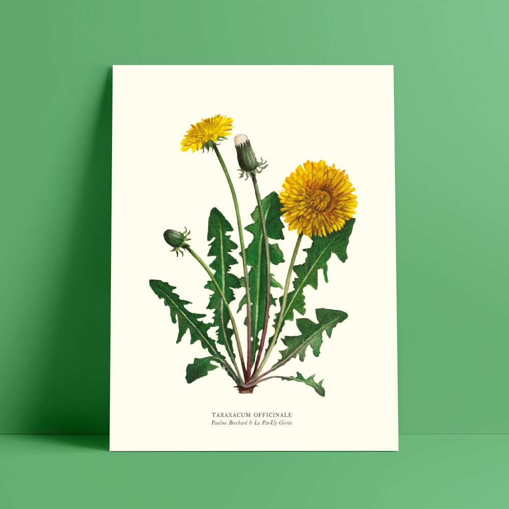 Affiche aquarelle botanique pissenlit - Pauline Brochard - Illustratrice et  graphiste à Nantes