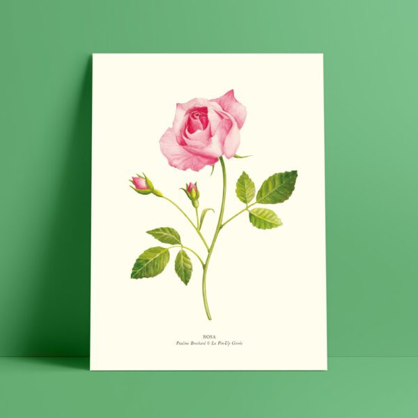 shop-affiche-aquarelle-botanique-rose